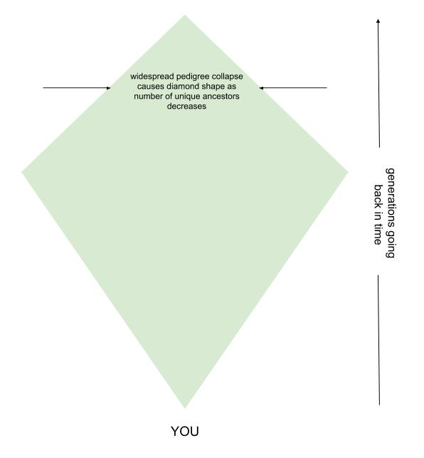 pedigree collapse dna testing genetic relationships 2.png