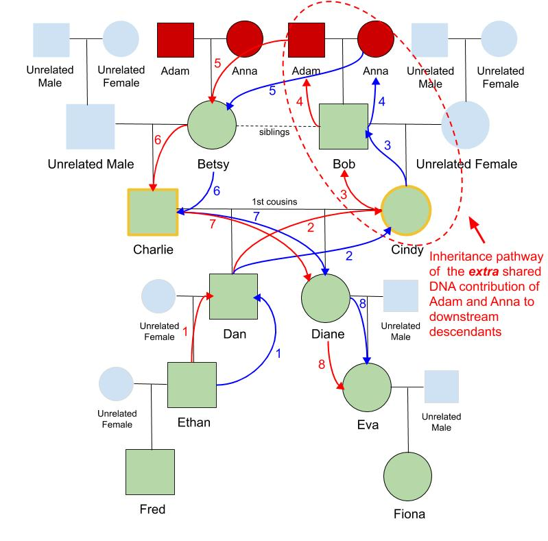 pedigree collapse dna testing genetic relationships 98.png