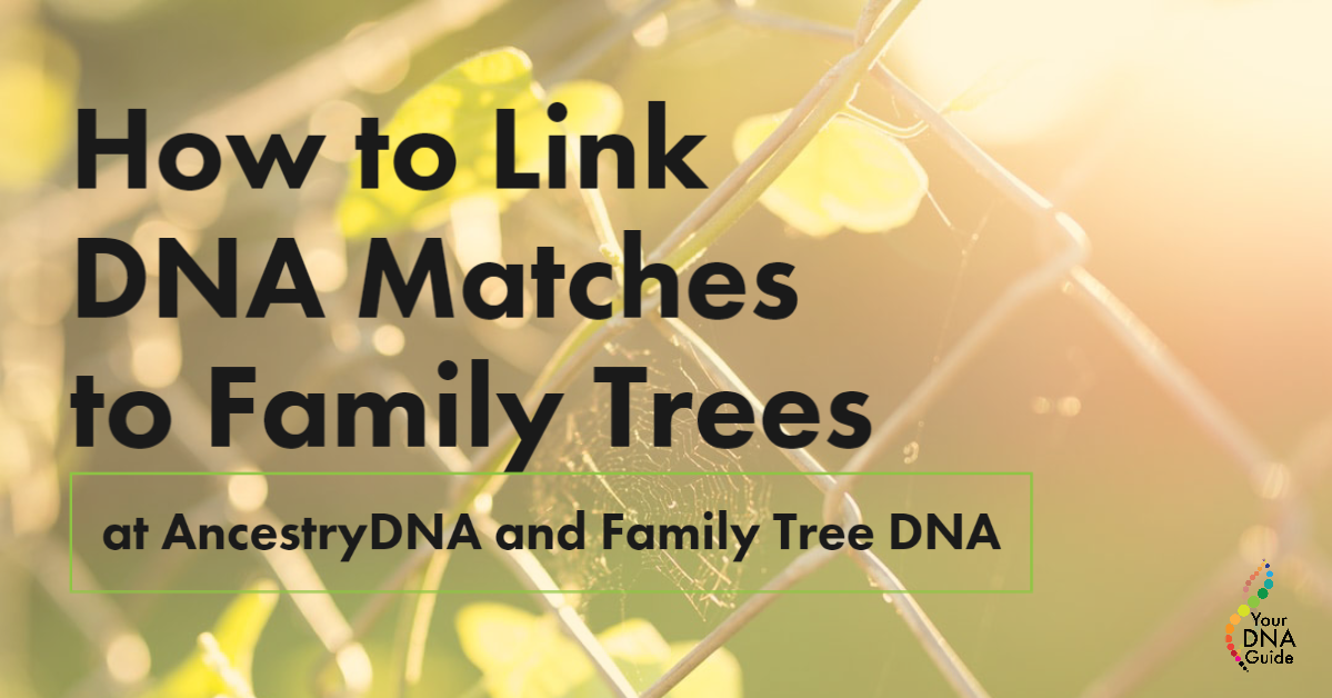can i put my dna matches in a tree can i put my dna matches in a tree