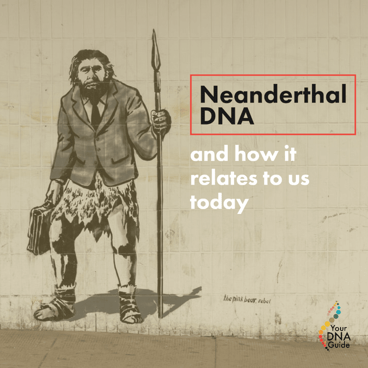 the ancient dna of neanderthals your