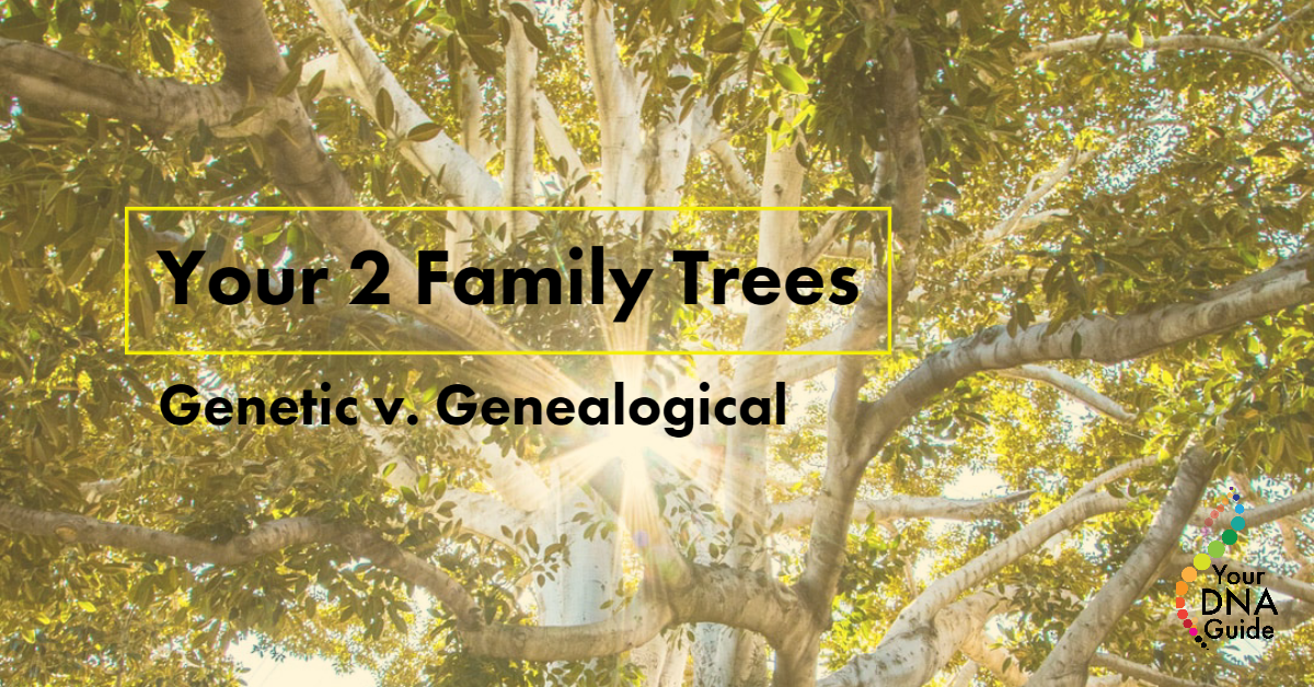 Genetic v genealogical family tree DNA.png