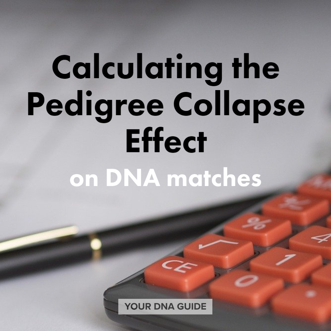 Pedigree collapse calculating DNA genetic genealogy 11.png
