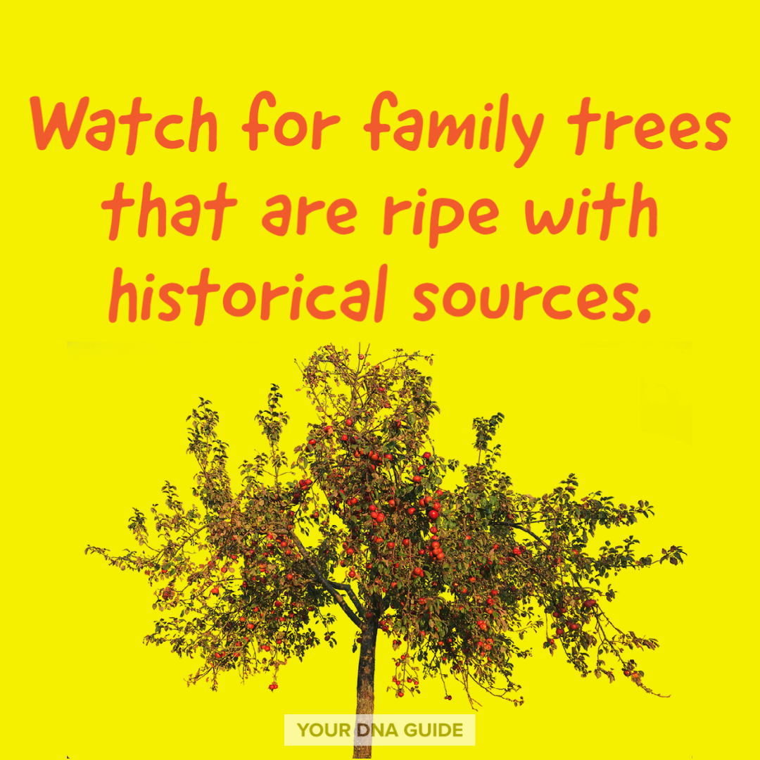 How to Search Public Family Trees — Your DNA Guide