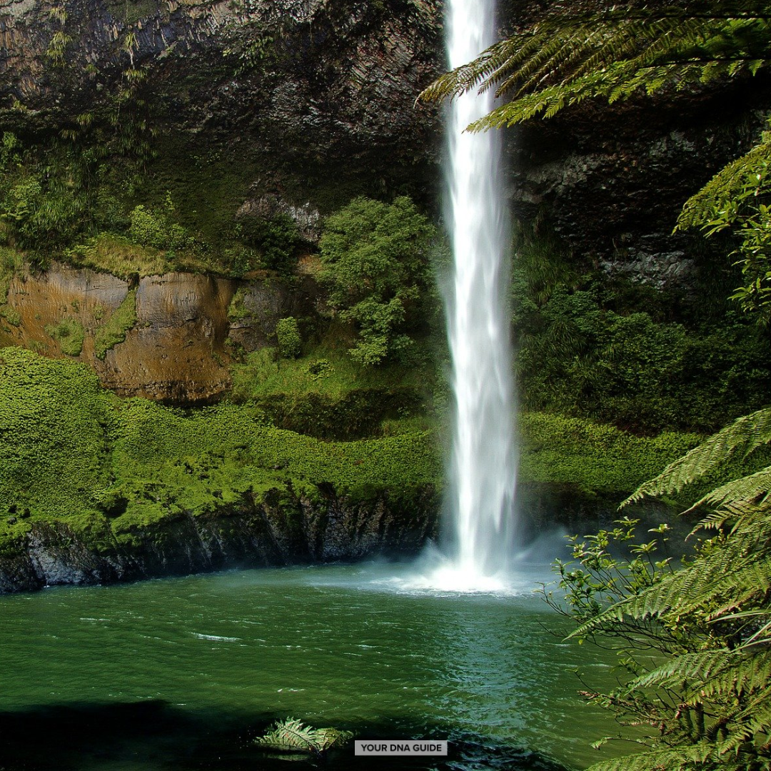 National Genographic Project New Zealand IO.png