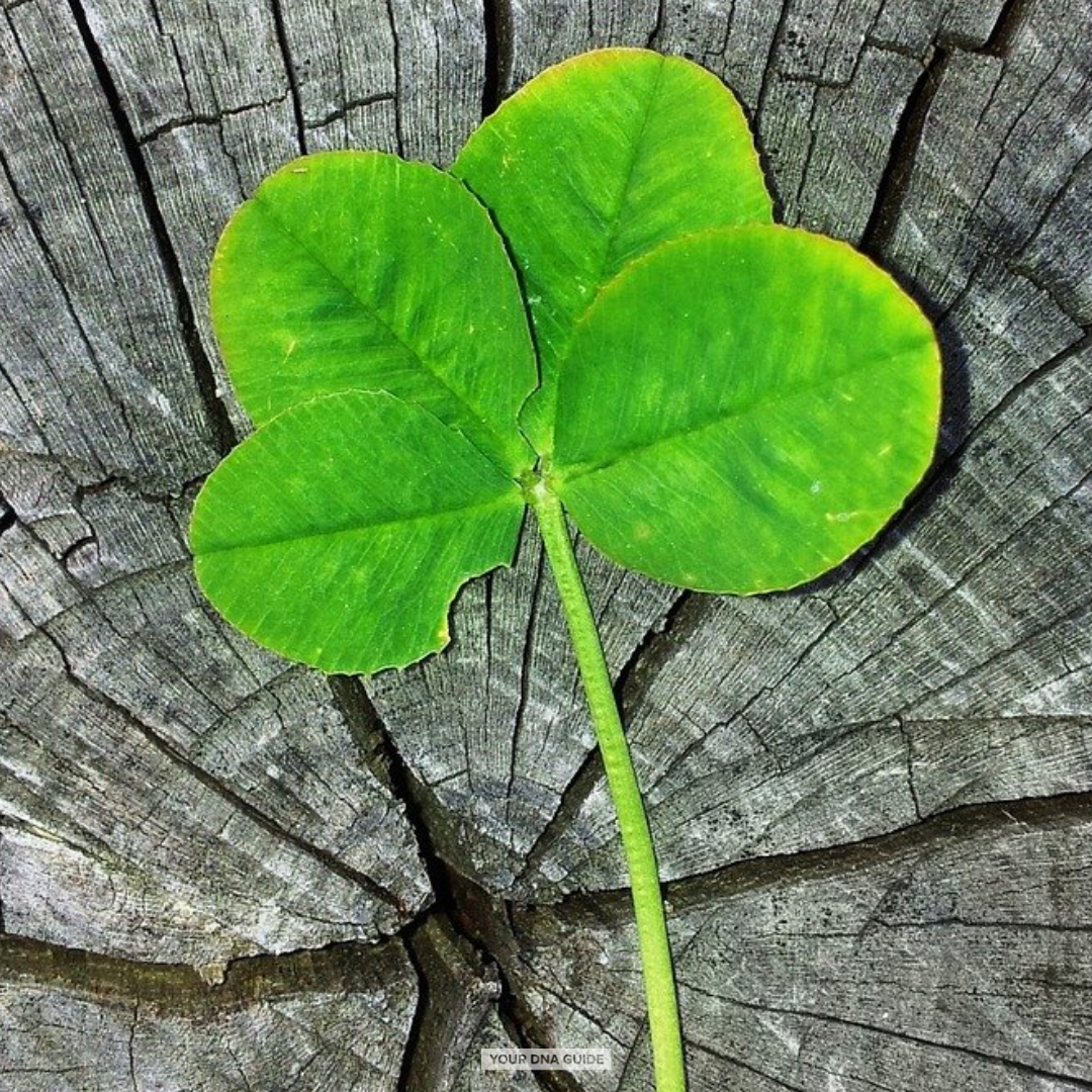 irish dna ethnicity your dna guide