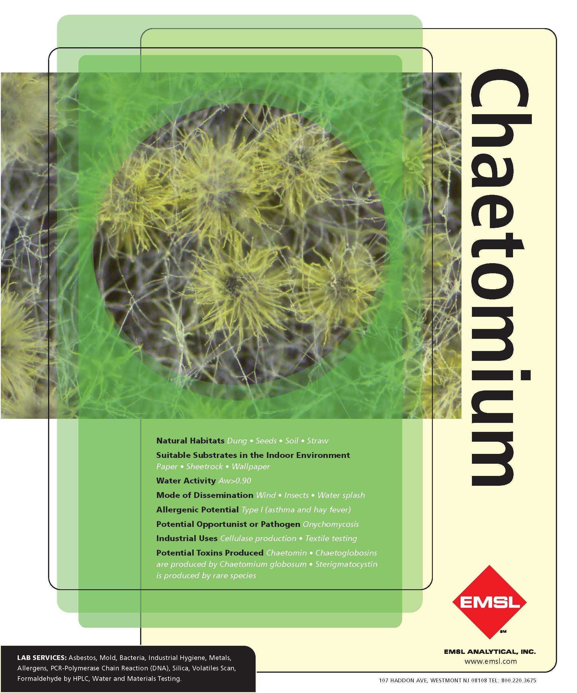 Chaetomium.jpg