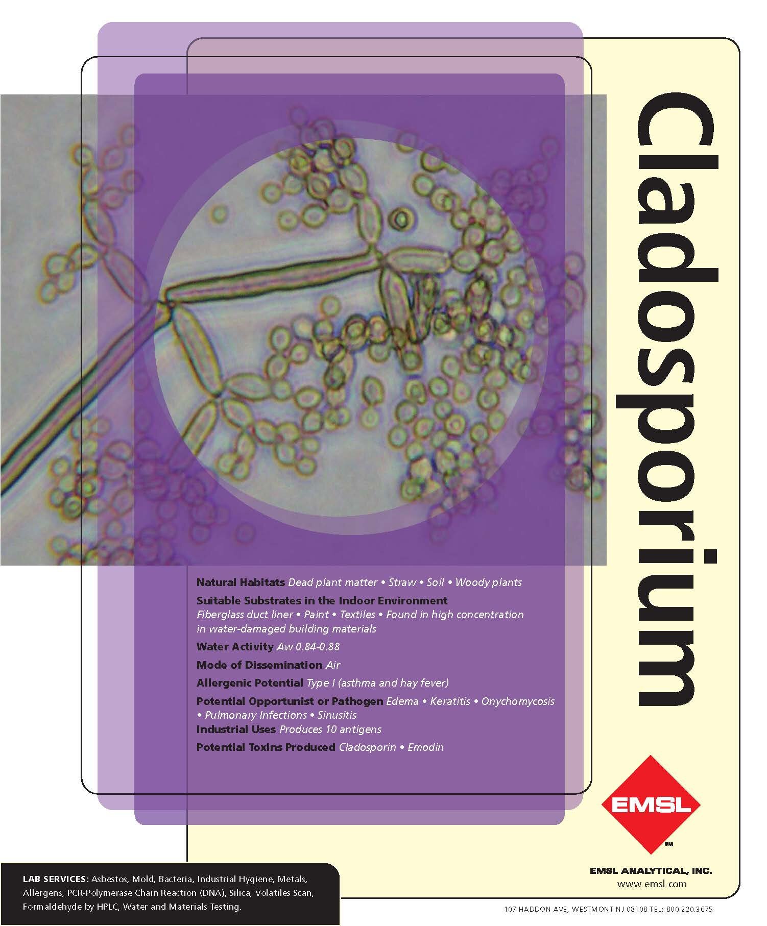 Cladosporium.jpg