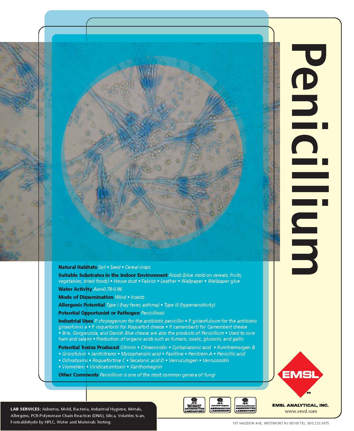 Penicillium.jpg