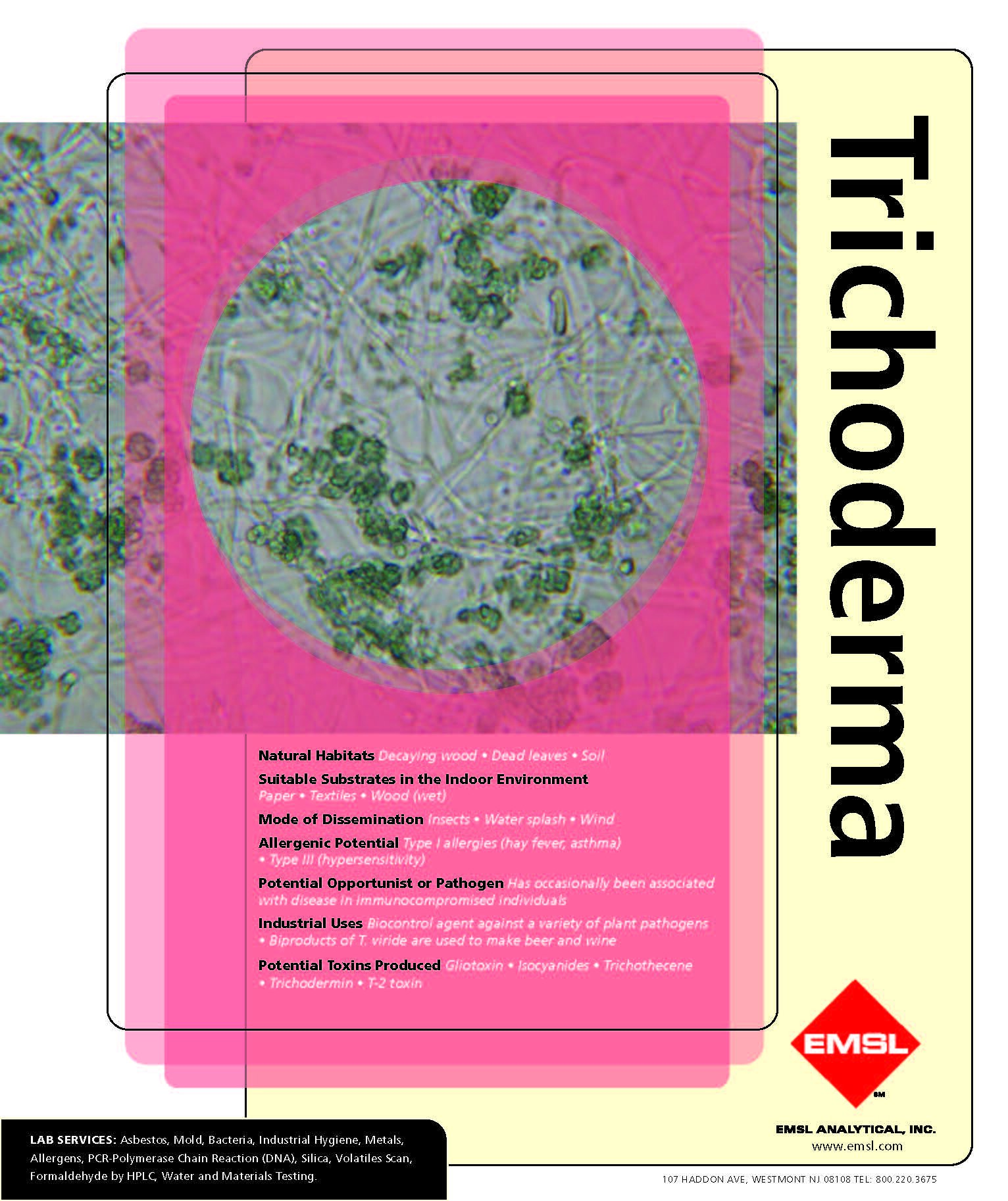 Trichoderma.jpg