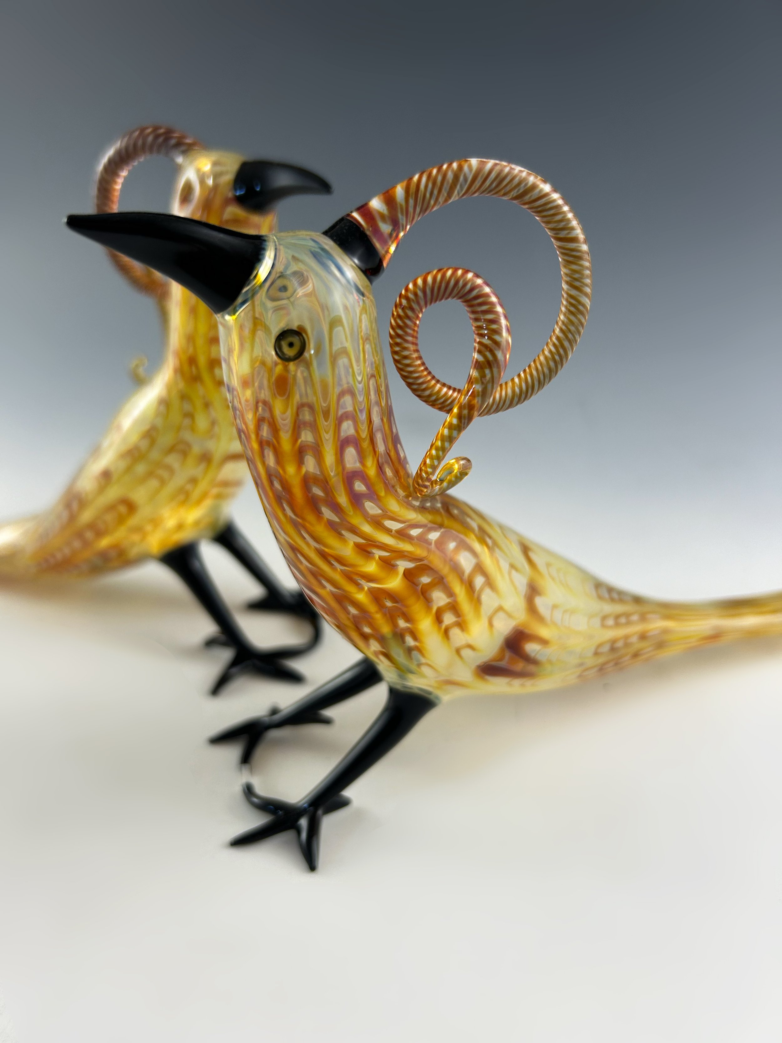 Amber Feathered Birds 2024 - 4.jpg