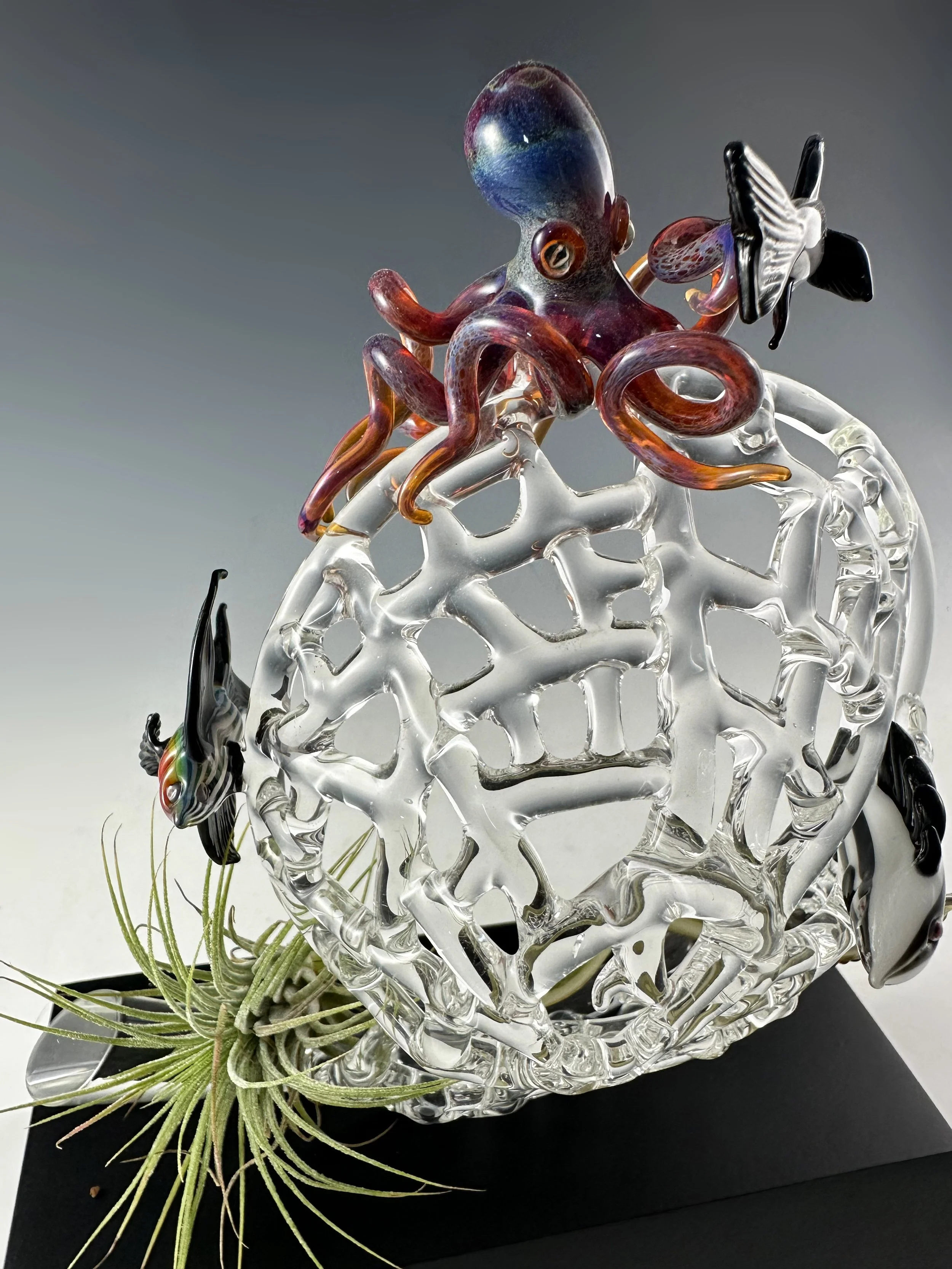 Nautilus 2.jpg