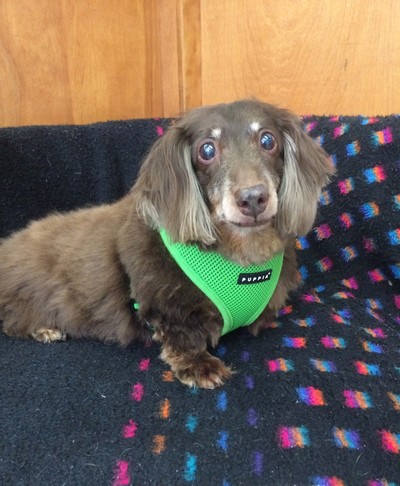 LOOK. AT. THAT. FACE. Eddie is a mellow fellow that likes to spend days lounging around in the sun. To find out more about Eddie, click here .