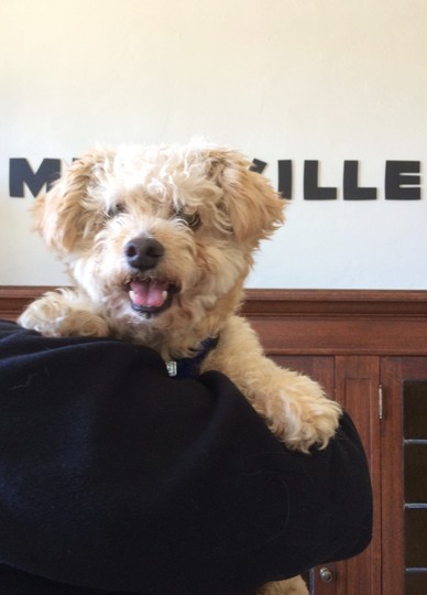 Bumpers may not be able to see too well, but he loves to meet new people and doesn’t shy away from crawling into your lap the second he meets you. Click here to learn how to adopt him.