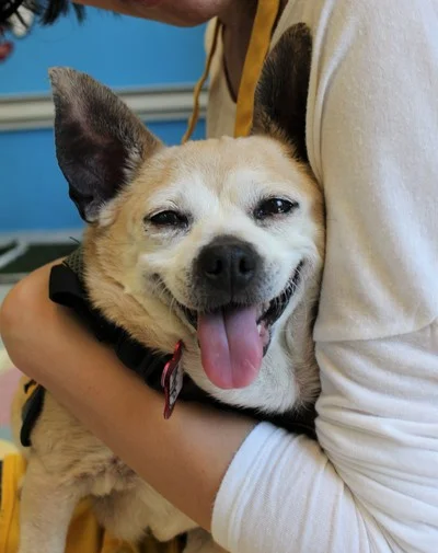Minky is a goofy girl that waddles from room to room looking for pets and belly rubs. To meet and find out more about Minky, click here .