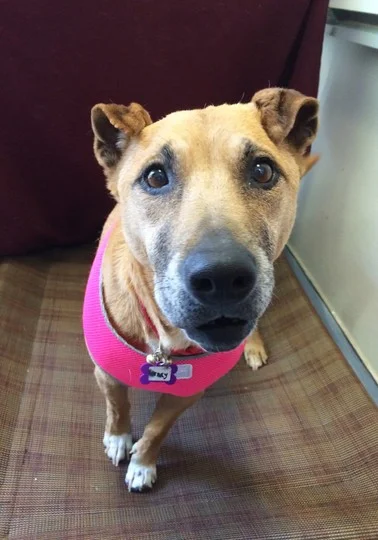 Wendy is a wonderful girl that deserves a wonderful forever home. She loves to explore the sights and smells on daily walks and loves scratches under her chin. To learn how to adopt Wendy, click here .
