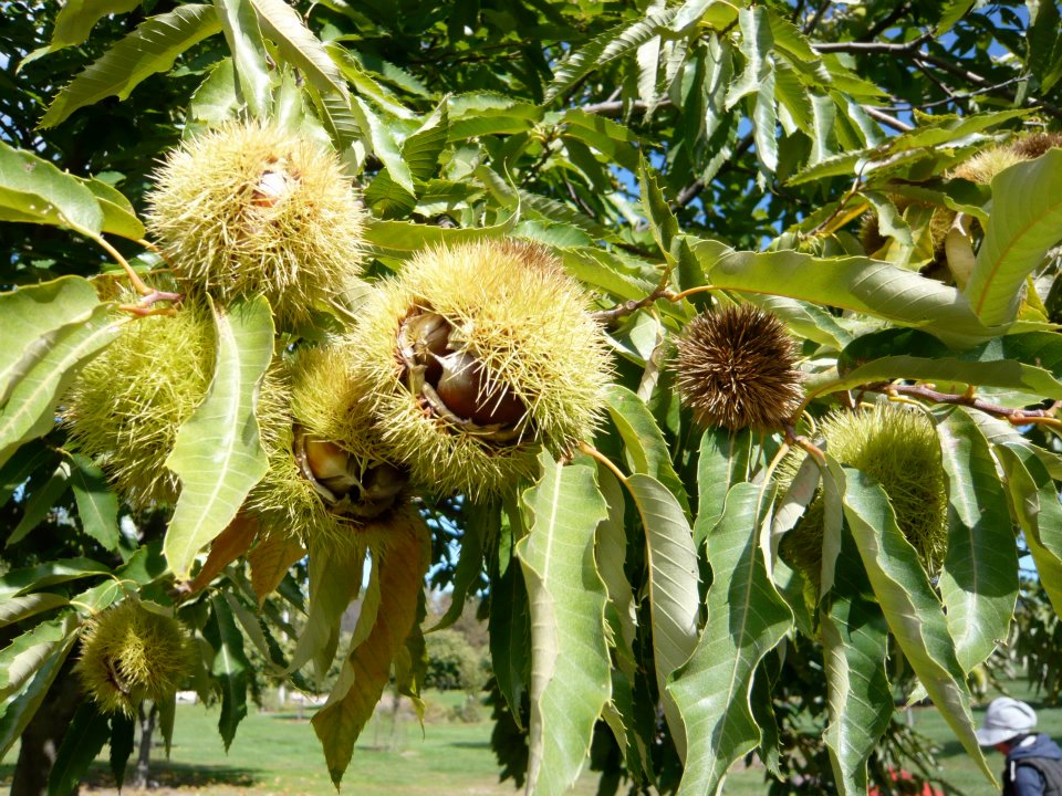 Chestnuts.jpg