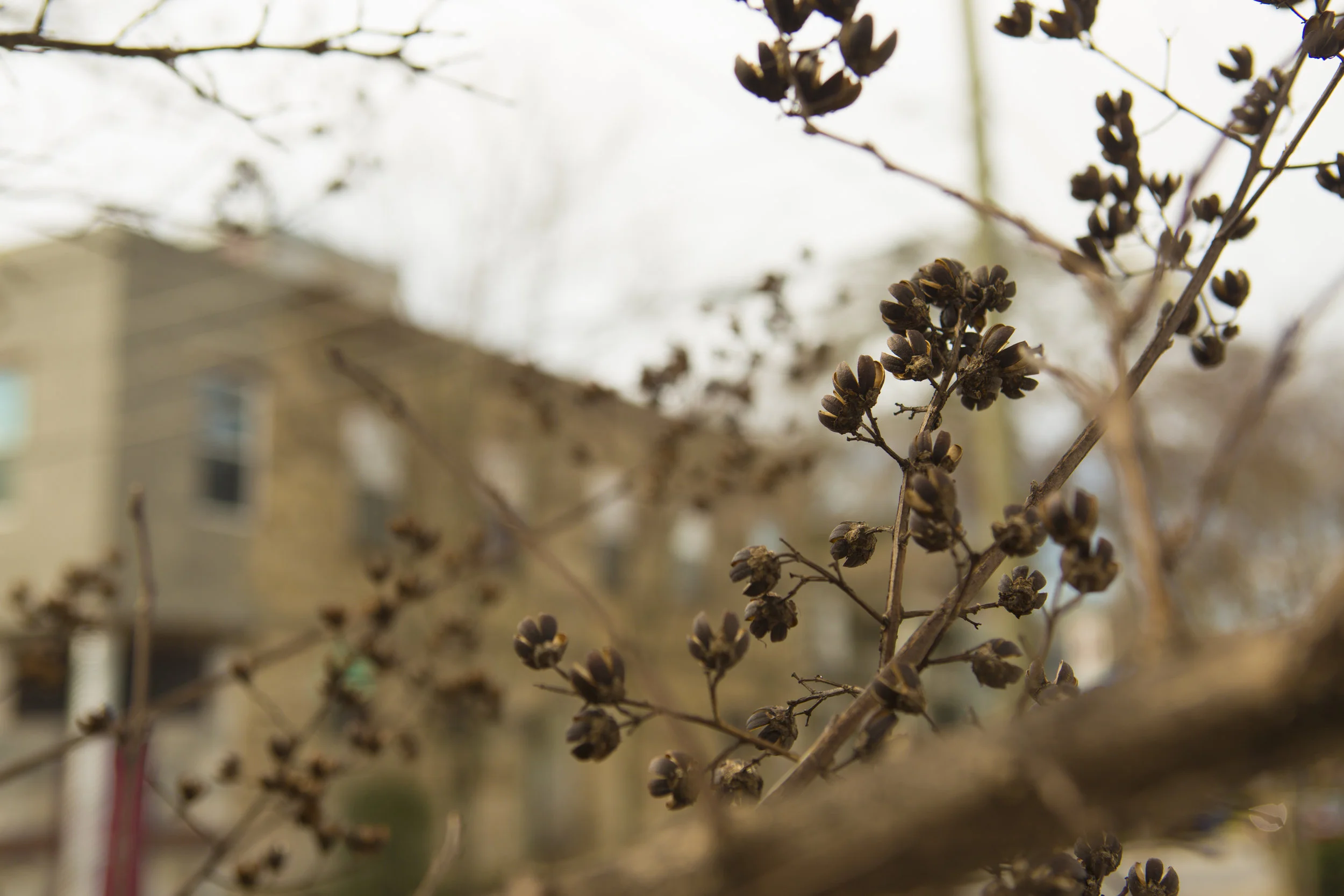 buds_001.jpg