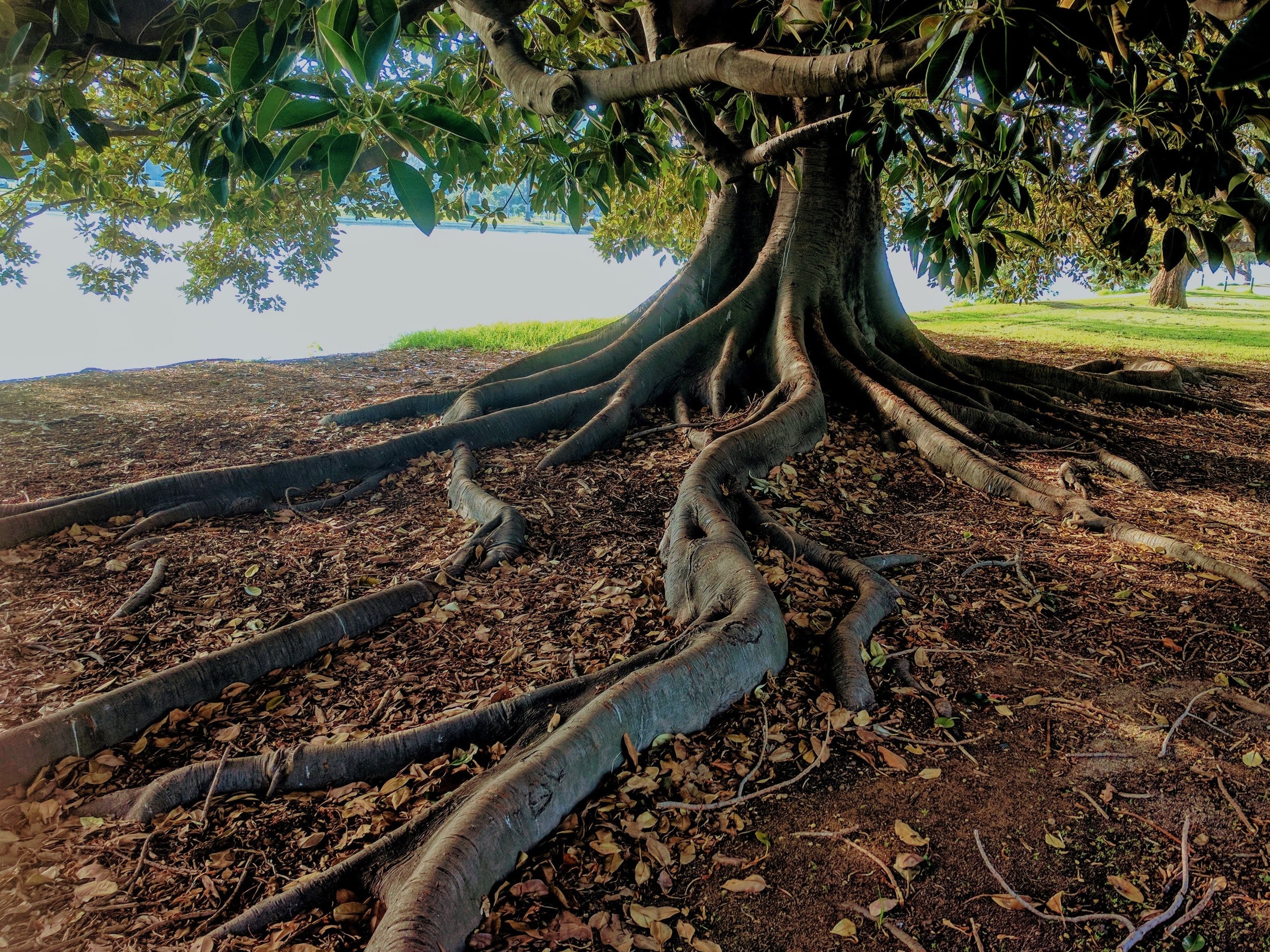 close-up-daylight-environment-762679.jpg