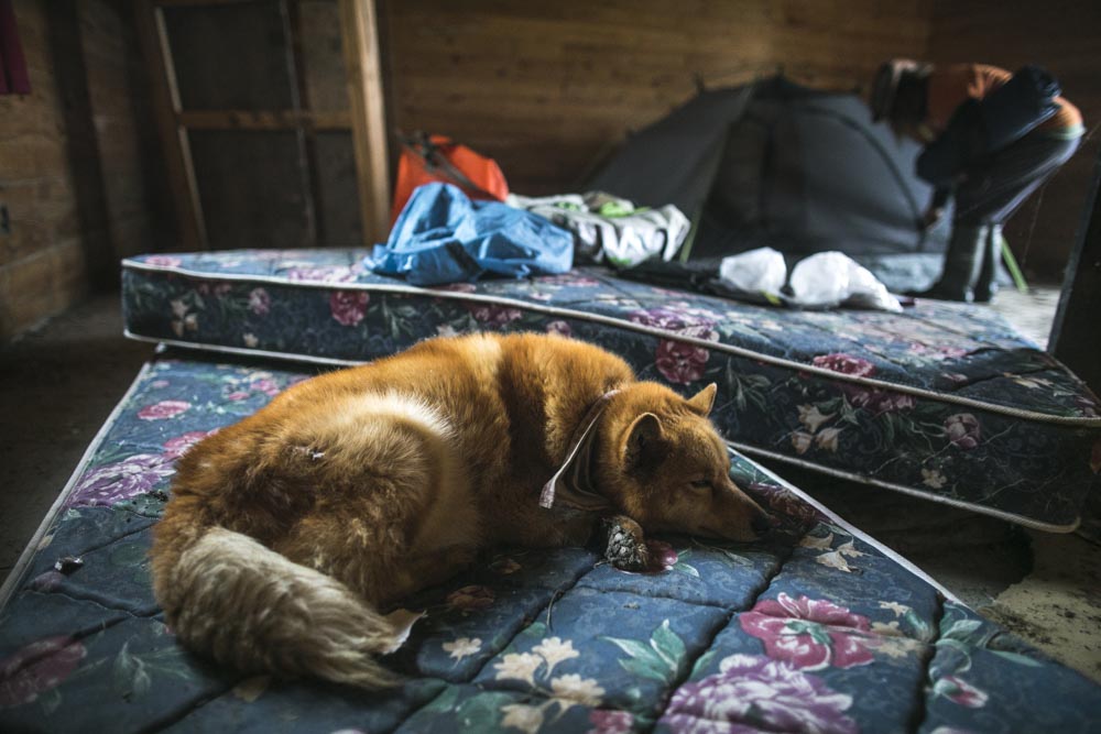 June 17, 2017.

Exhausted after nearly one month spent racing across the prairie provinces of central Canada, Spitzii sleeps on a mattress at an abandoned moose hunting camp on the Saskatchewan River, Manitoba.

In 2014, Mike Ranta became the first 