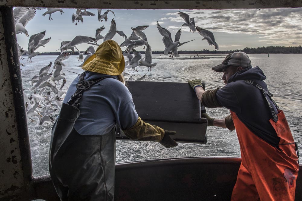 Mike ranta works on play fair II commercial fishing o Herbert fishery on Georgian Bay, Lake Huron, Ontario. Photo/ David Jackson