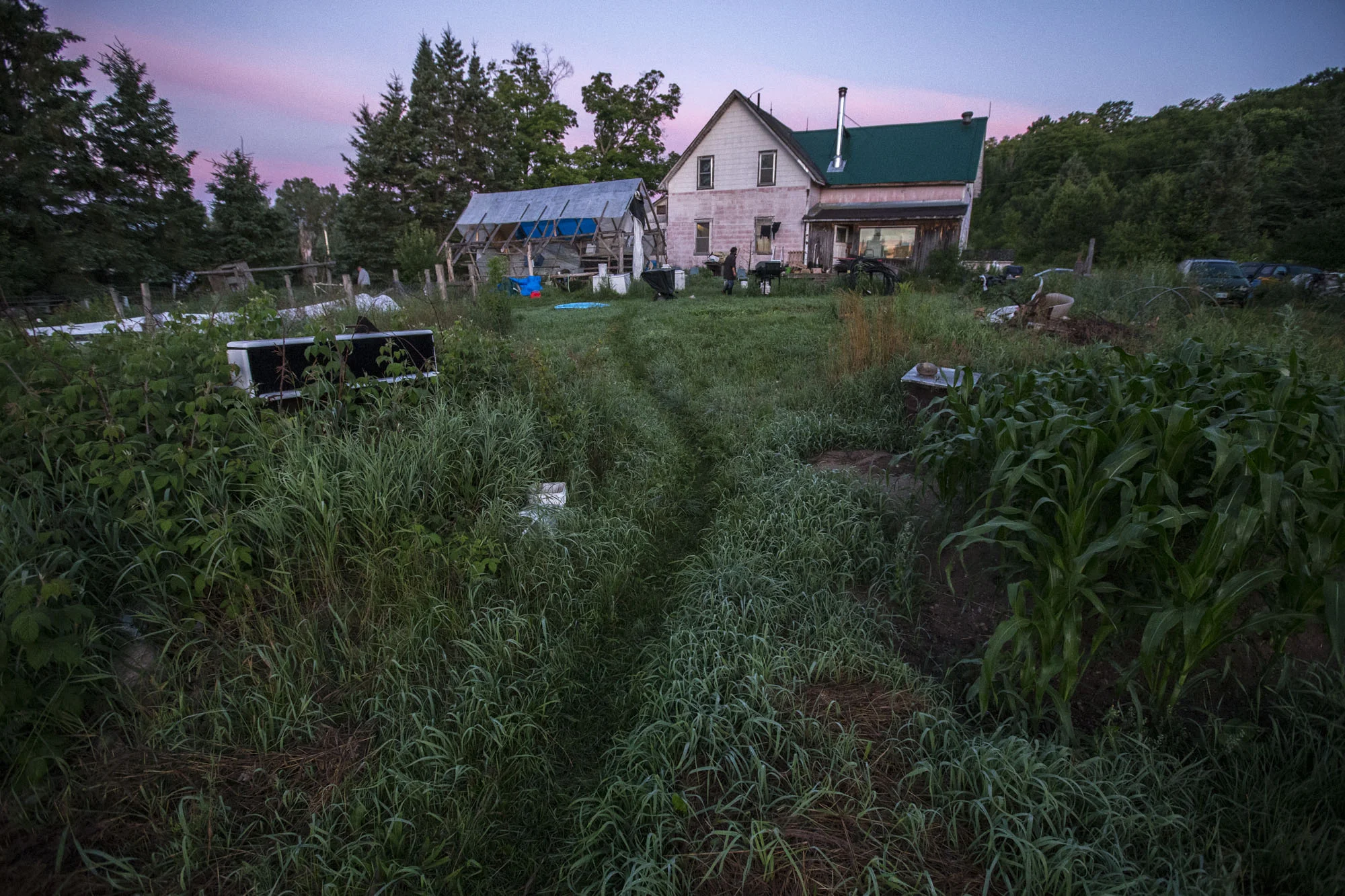 Every morning, the Jess family walks to the gardens and begins picking before the sun heats the greens up too much.