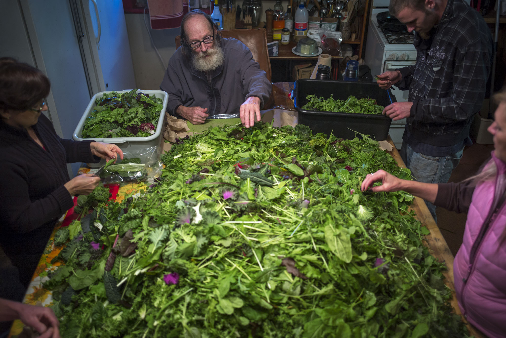  With the help of a few local farmers, each piece of salad is looked at before being placed in sterile containers. On a busy day, ten tables full of salad will be picked through.  