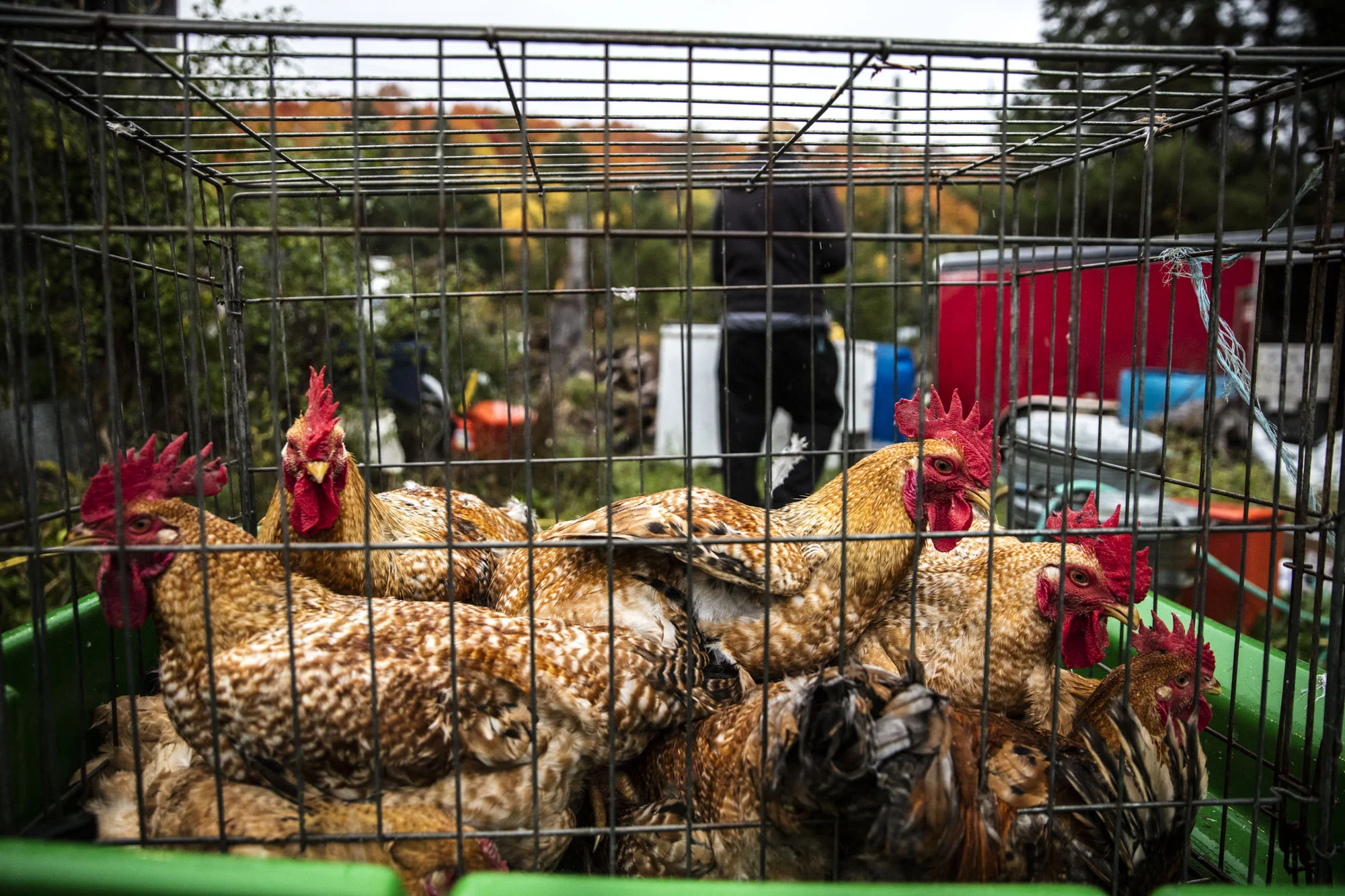 Raising 120 chickens means a winter's supply of meat. All greens, potatoes, and root vegetables are stored in freezers for the winter's month.
