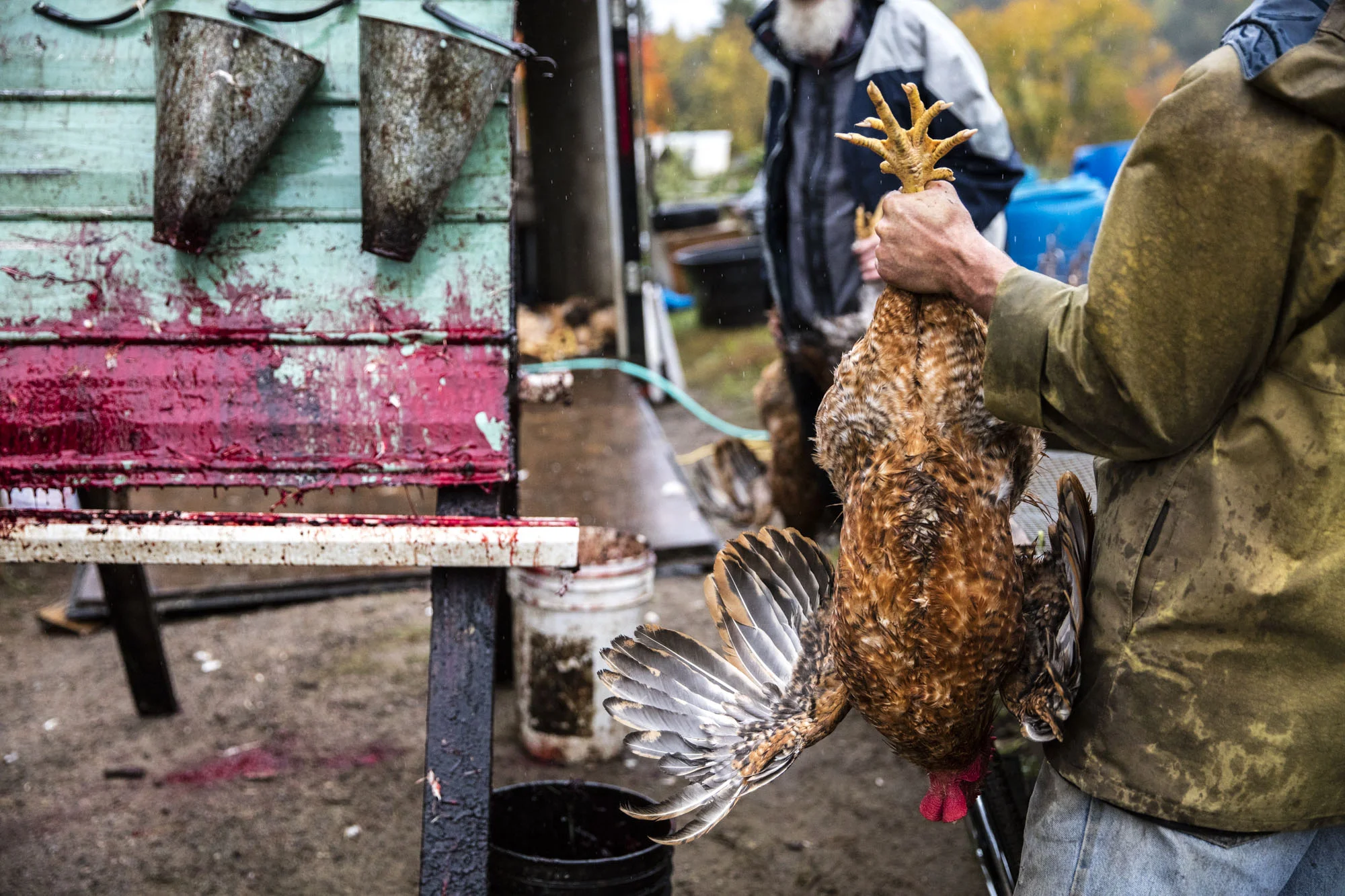 The slaughter of Go Greens 120 chickens in Brudnell for their winter supply of meat on a rainy morning, Ottawa Valley, Ontario.Saturday October 8, 2016. Photo/David Jackson