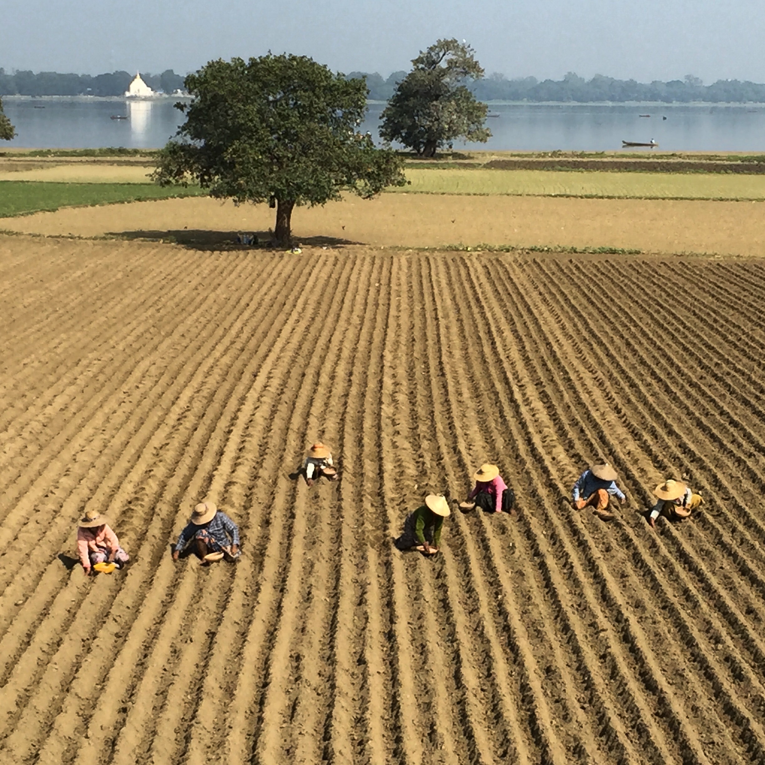 Farmers sowing seeds along the banks for the Irwaddy river outside of Yangon.