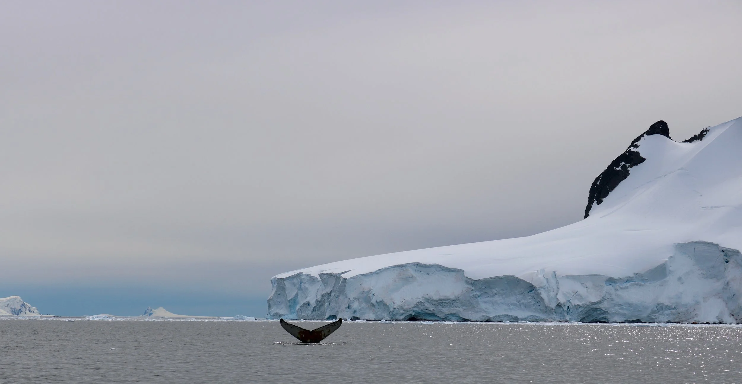 The tail of a humpback whale found in Wilhelmina Bay.