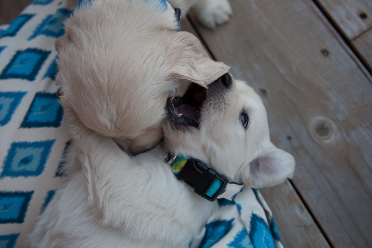 Nicole_Puppies 118.jpg