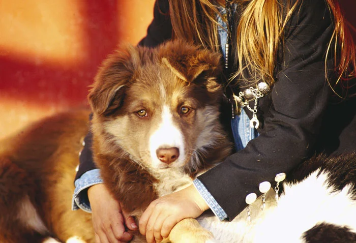img-svd-02.jpg