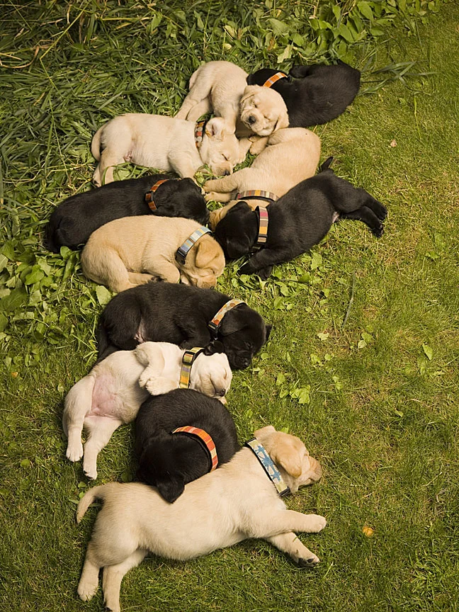LabPuppies0035.jpg