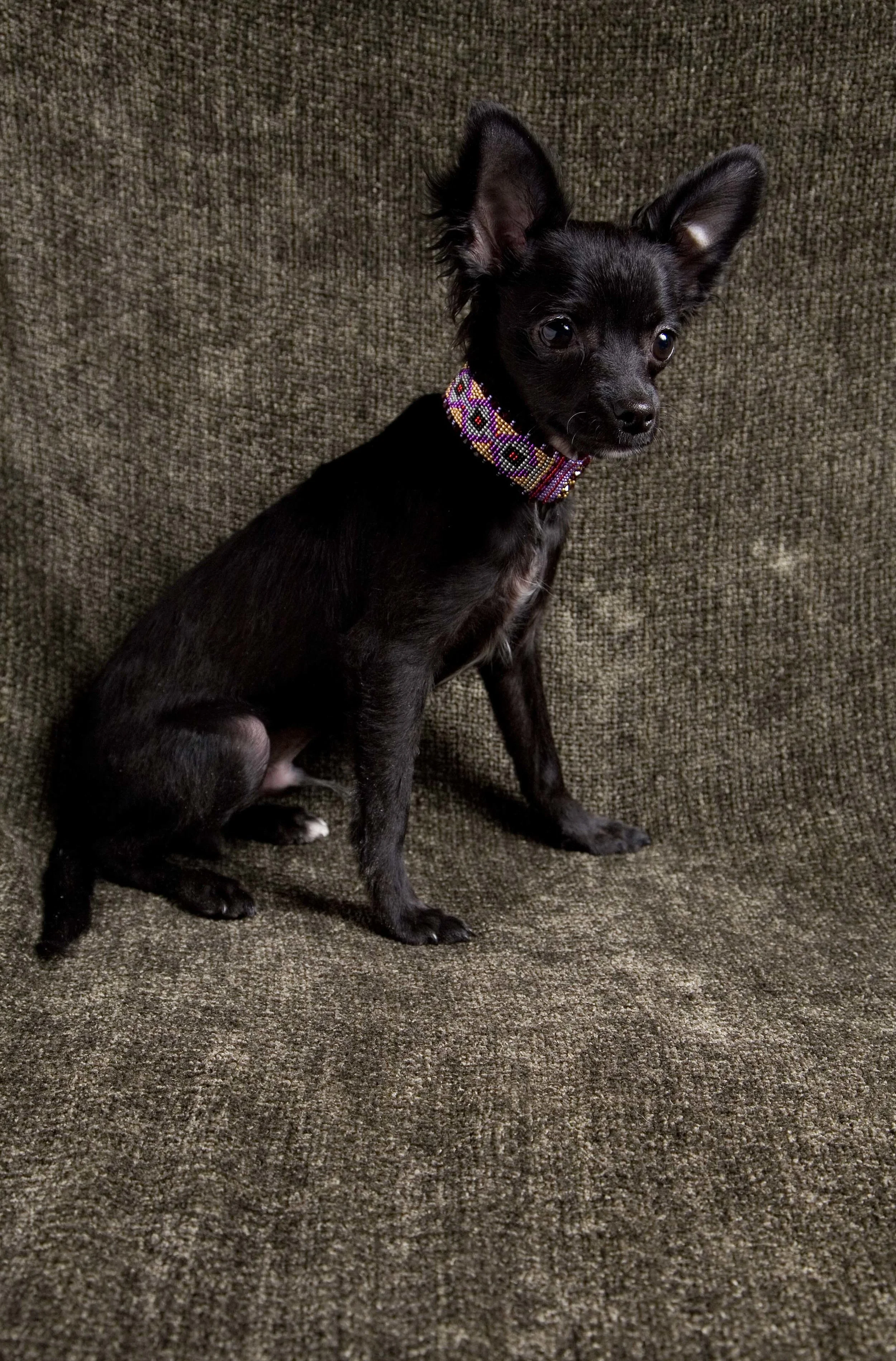 Lisa_Collars 11.jpg
