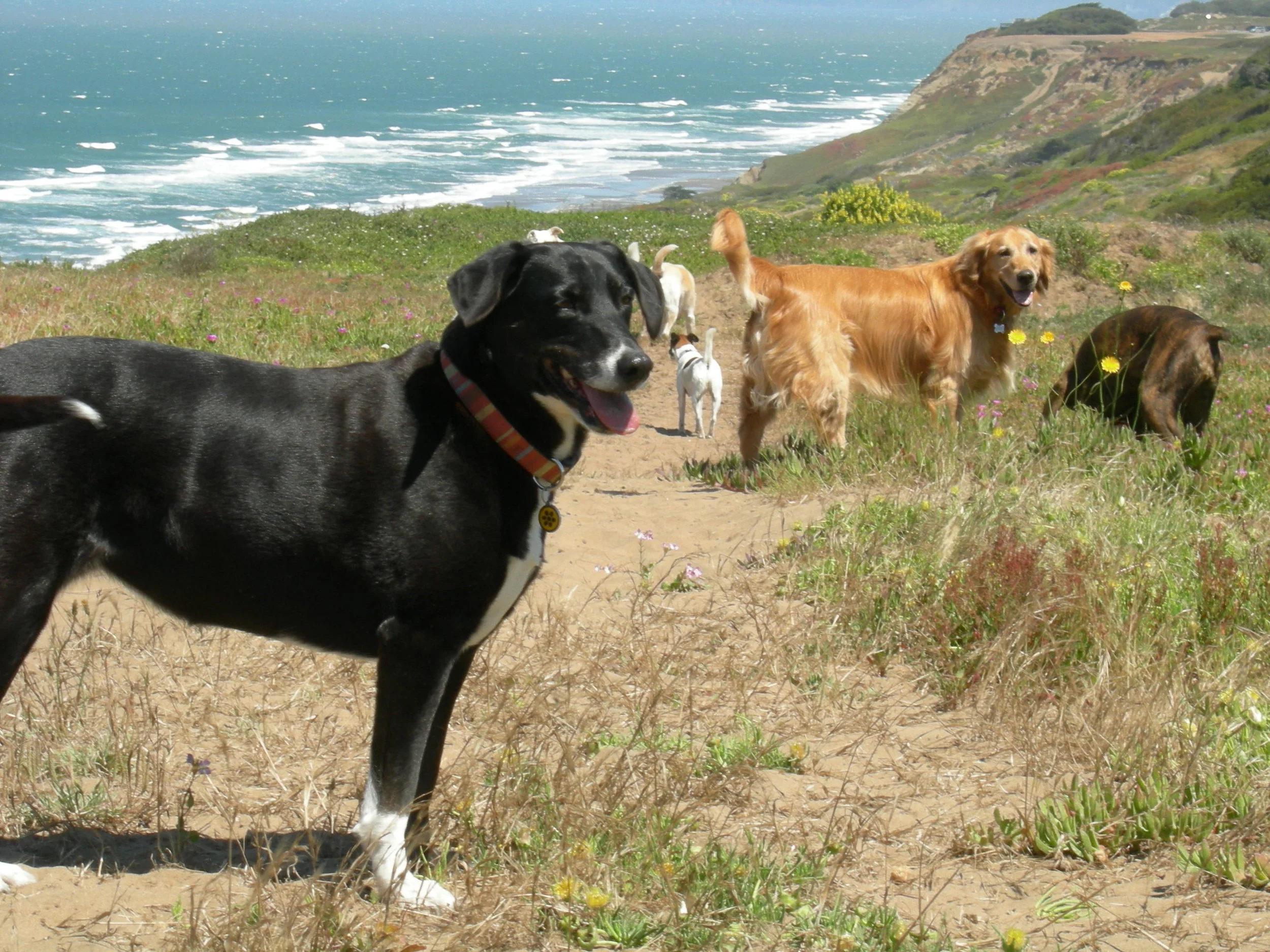 Ft.Funston'07Spring009.jpg