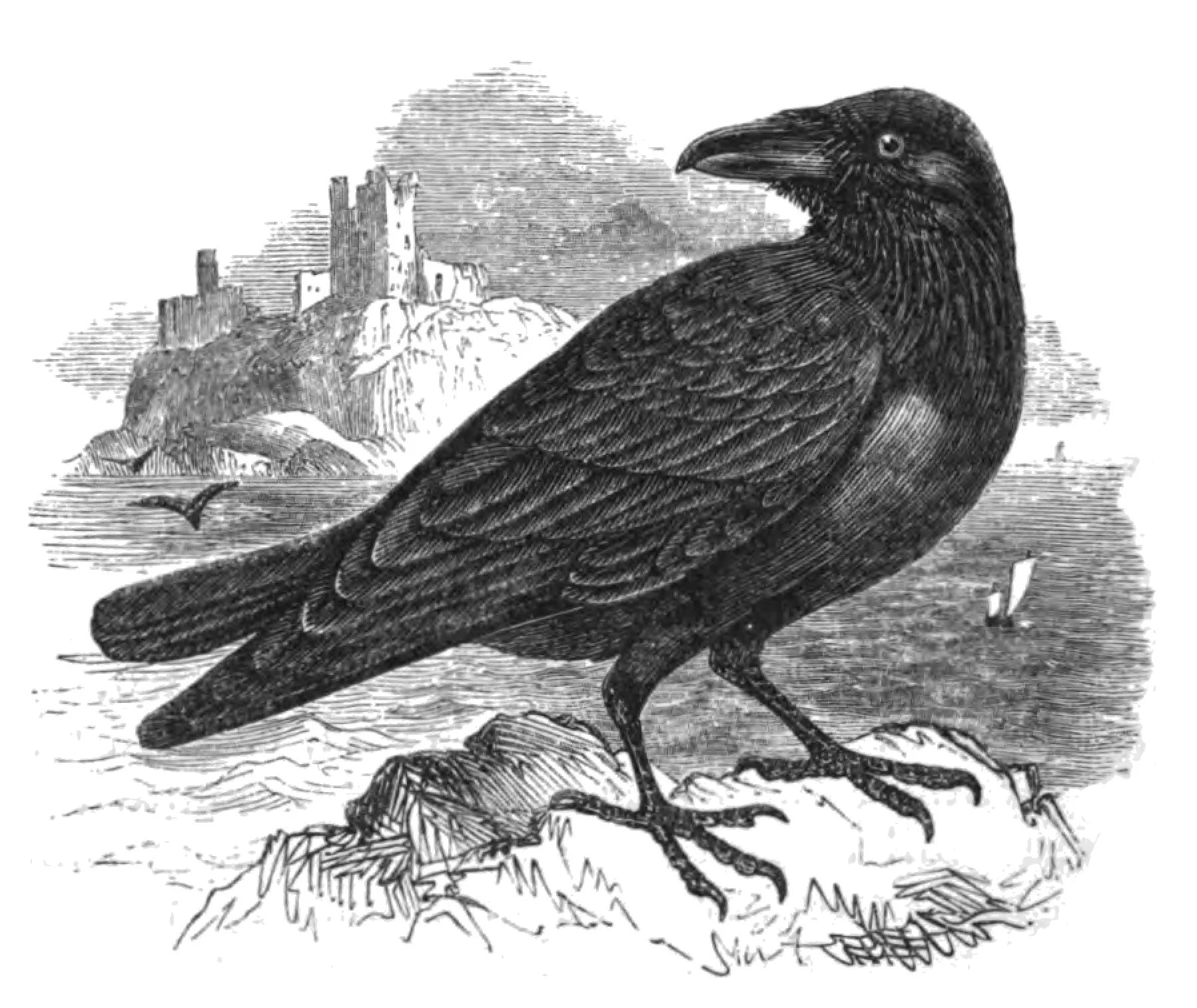 Natural_History,_Birds_-_Raven.jpg