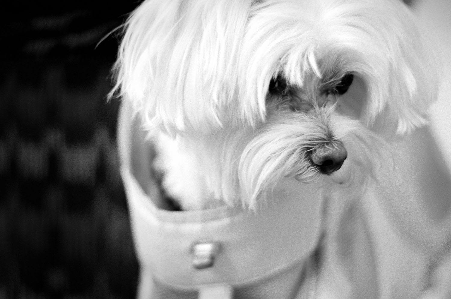 kac_photo_150824_white_puppy_bw_1500_ss_cover.jpg