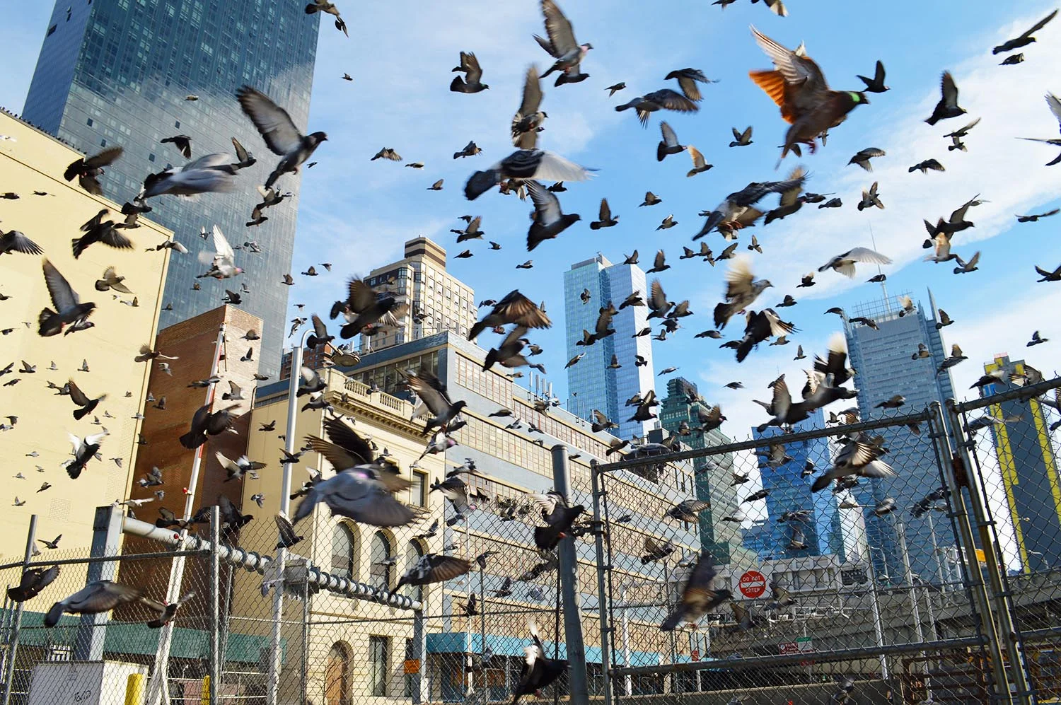 Pigeons Of Hell's Kitchen | Hell's Kitchen, NYC