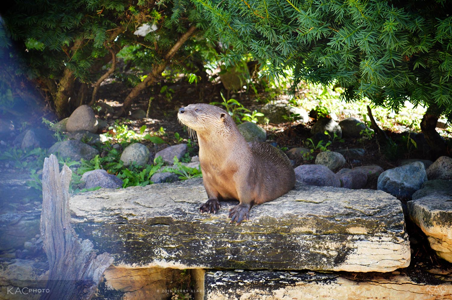 kac_photo-160822-illinois-phillips-park-zoo-otter-1500.jpg