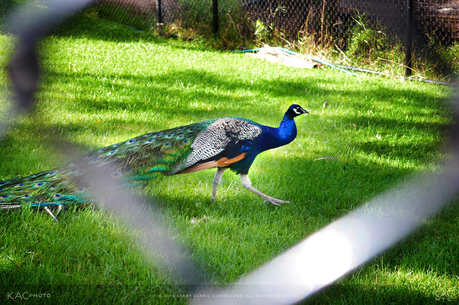 kac_photo-160822-illinois-phillips-park-zoo-peacock-1500.jpg