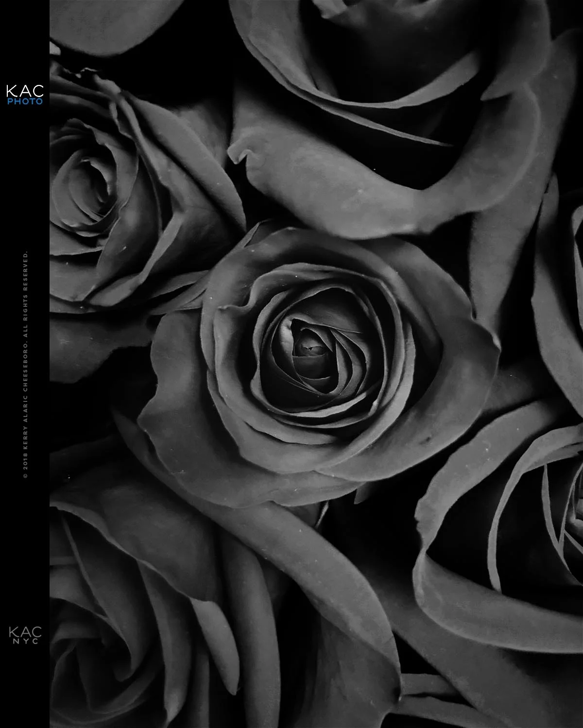 Flora Bw Kac Photo