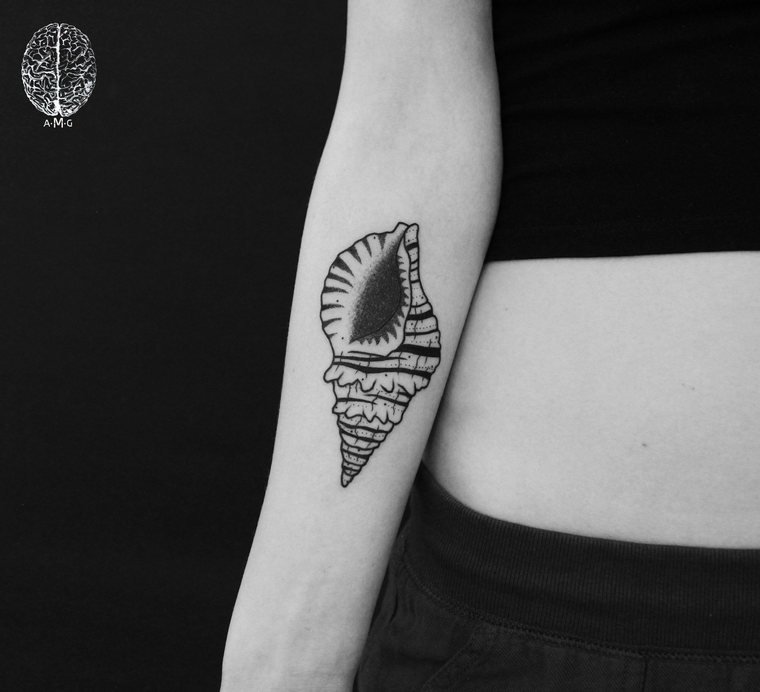 Conch Shell