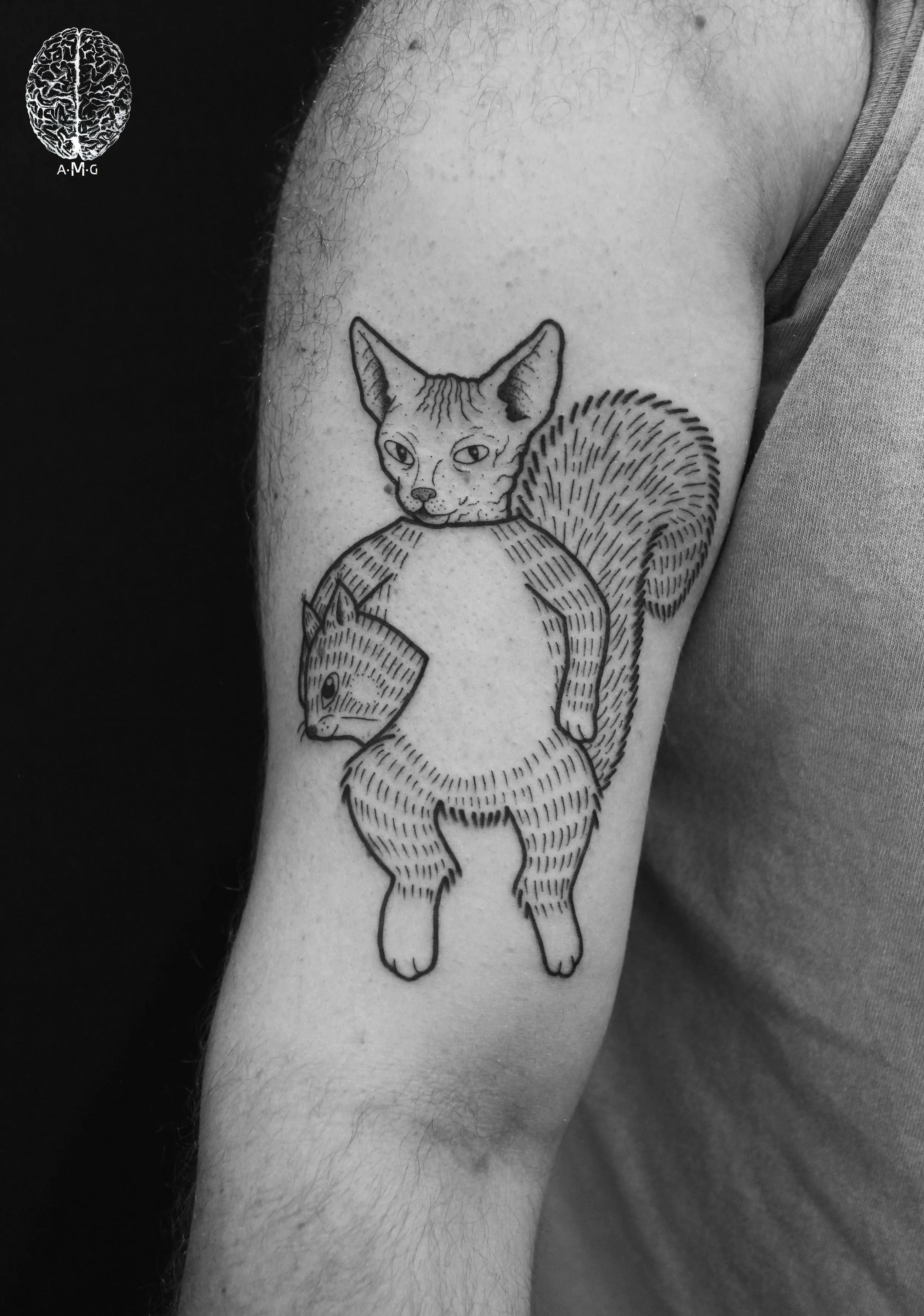 Squirrel Cat
