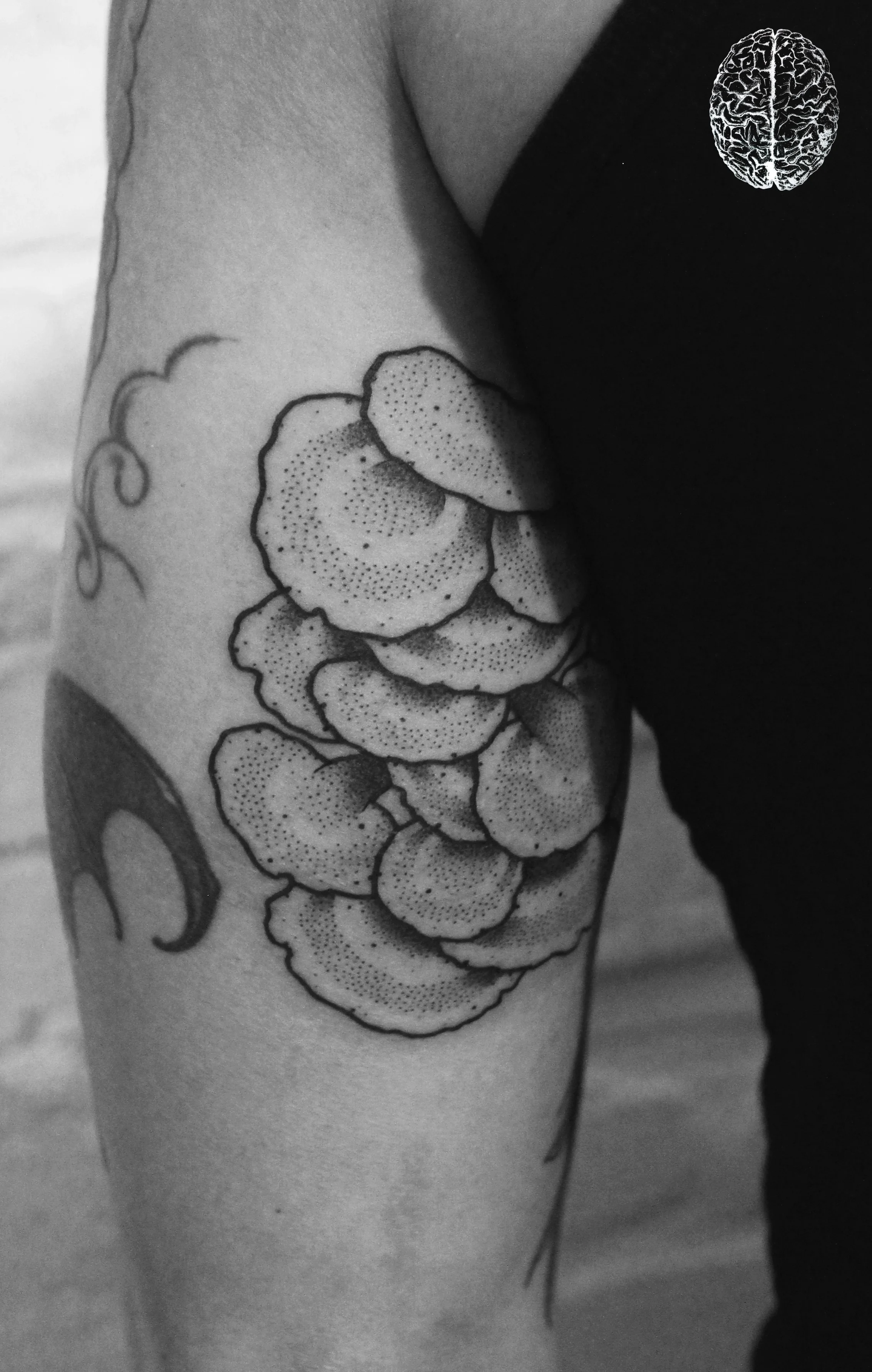Lingzhi Mushrooms #2
