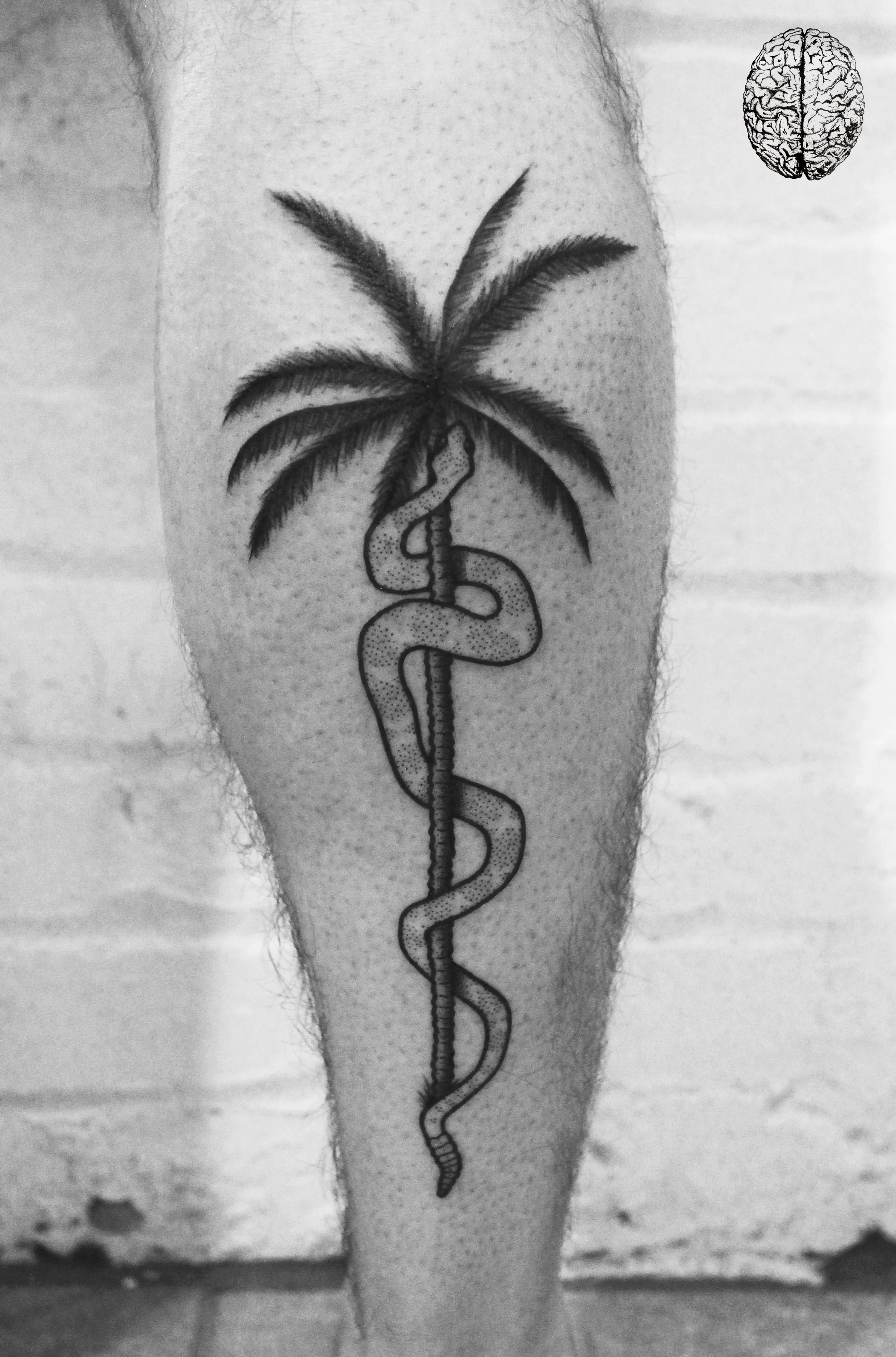 Snakey Palm Tree