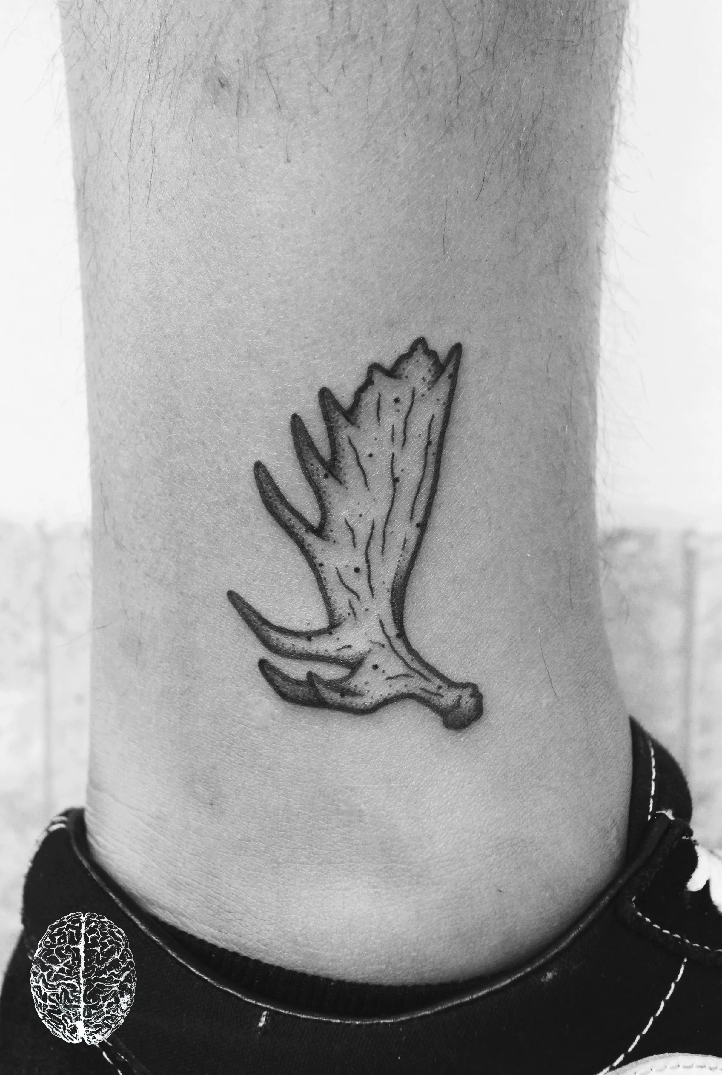 Moose Antler