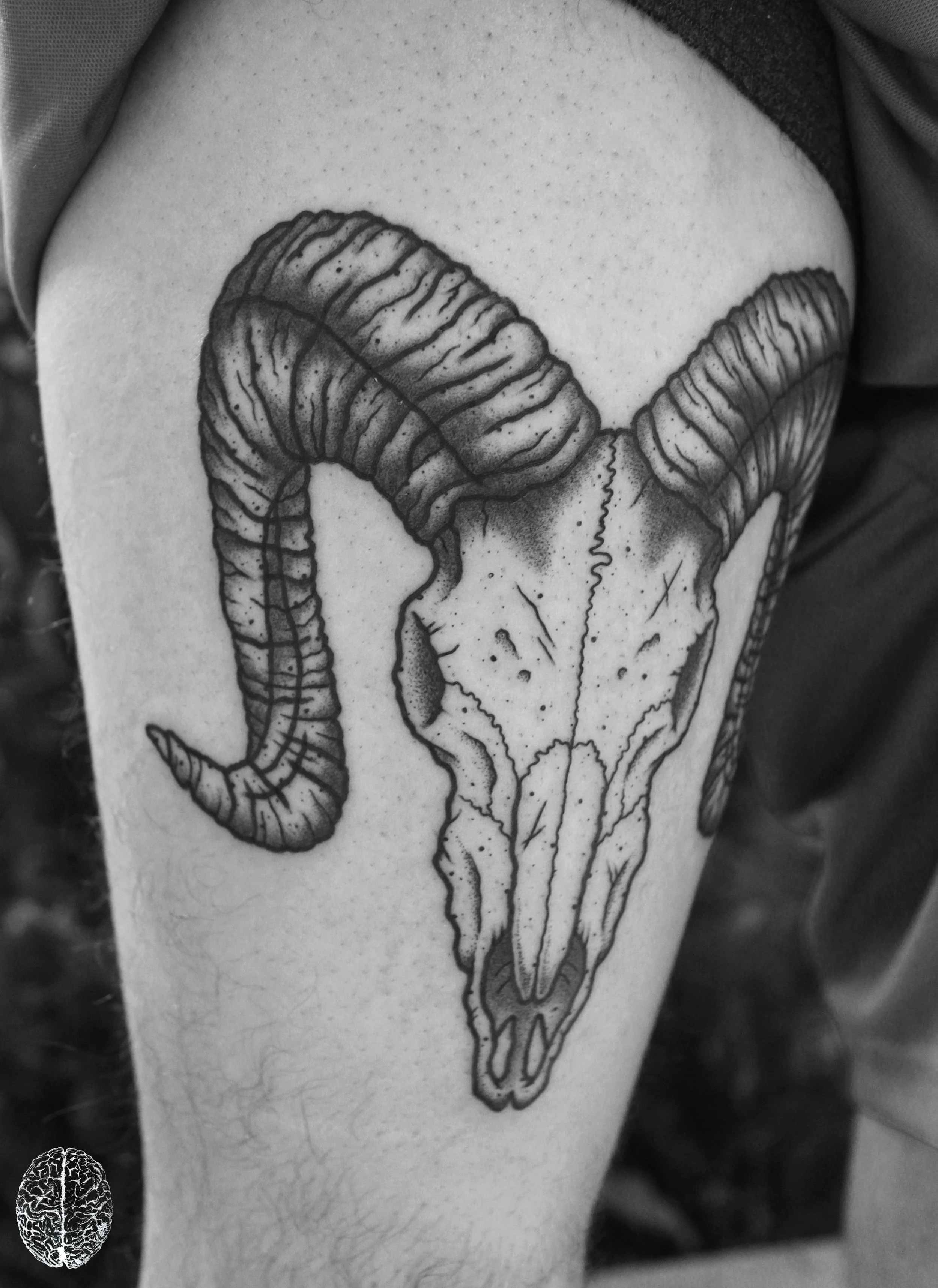 Ram Skull #2