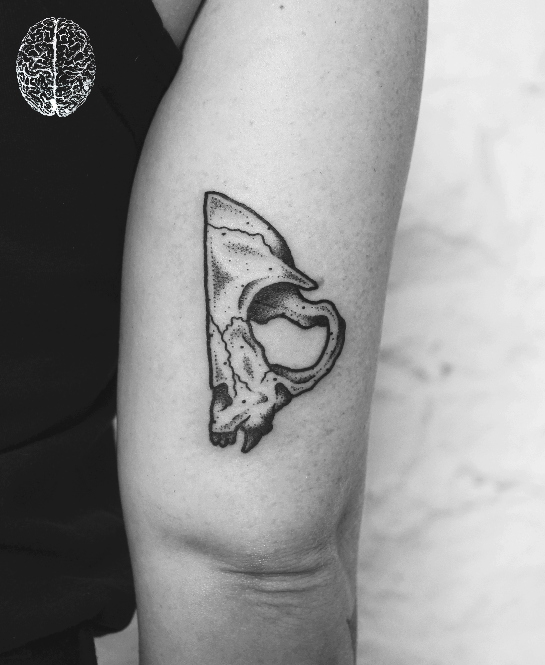 Cat Skull