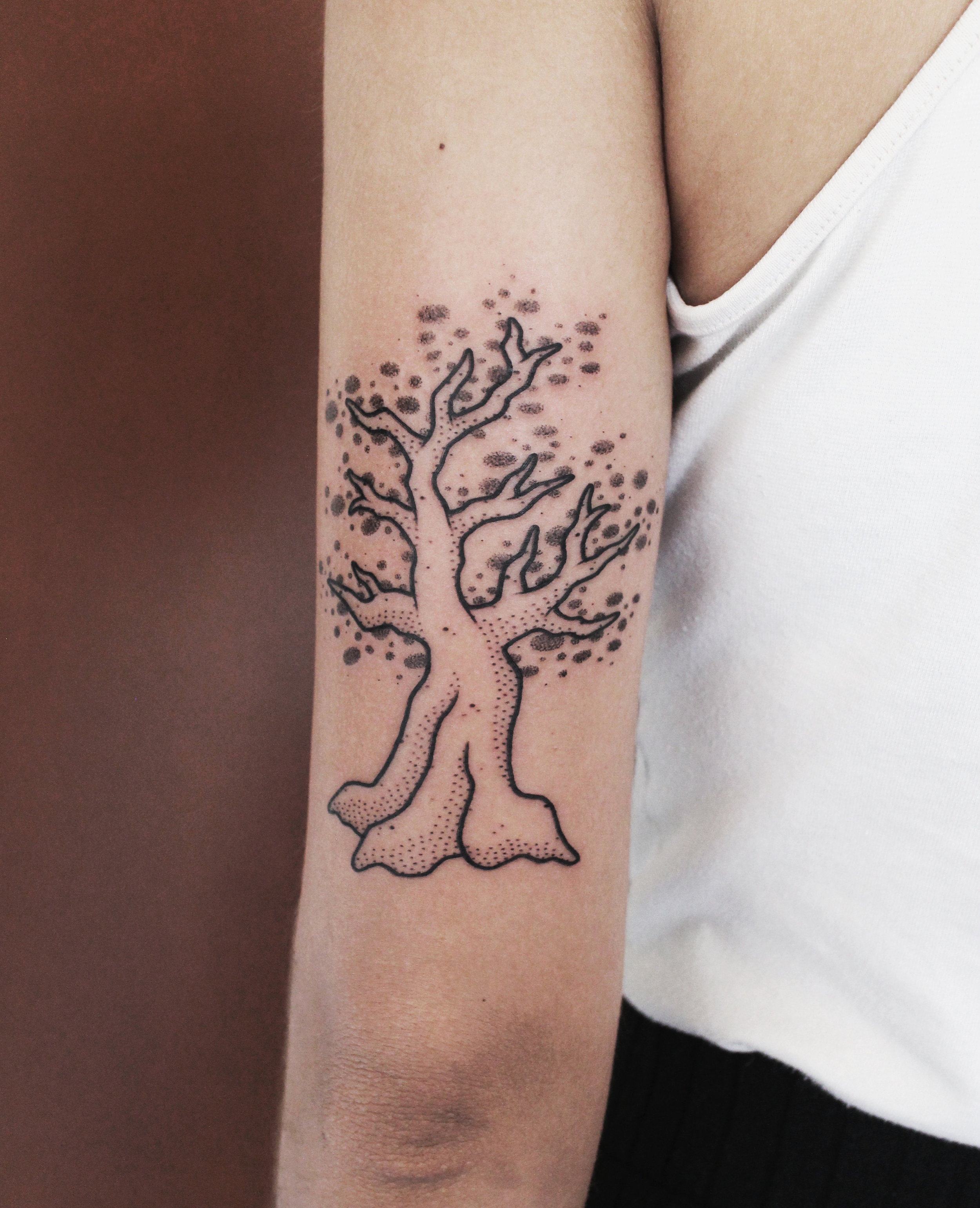 Ceibo Tree