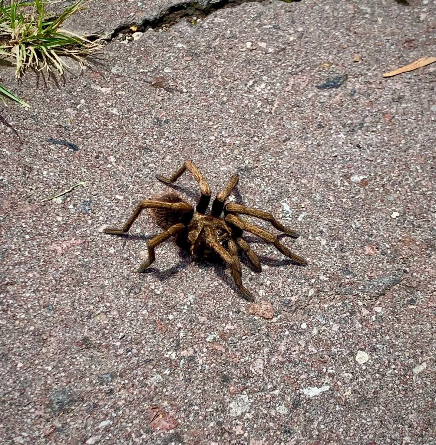 Spotted this hairy tarantula (about half the size of my palm) at the park the other day. Sorry to any of the arachnophobes out there, but I thought it was really cool 😅